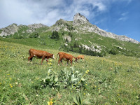 Prairie avec fleurs et vaches ... quel paradis